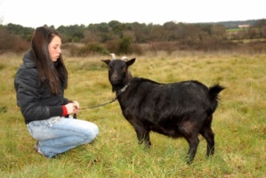 Lady with a goat on a leash