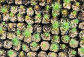 Succulent plant starters