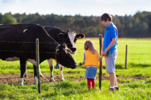 Brother and sister feeding grass to cows