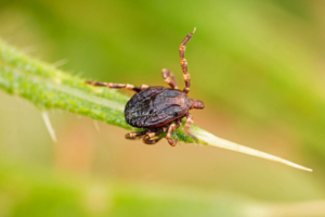 Deer tick closeup